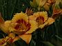Hemerocallis Tigerling